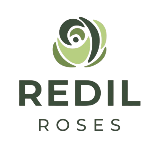 Redil Roses